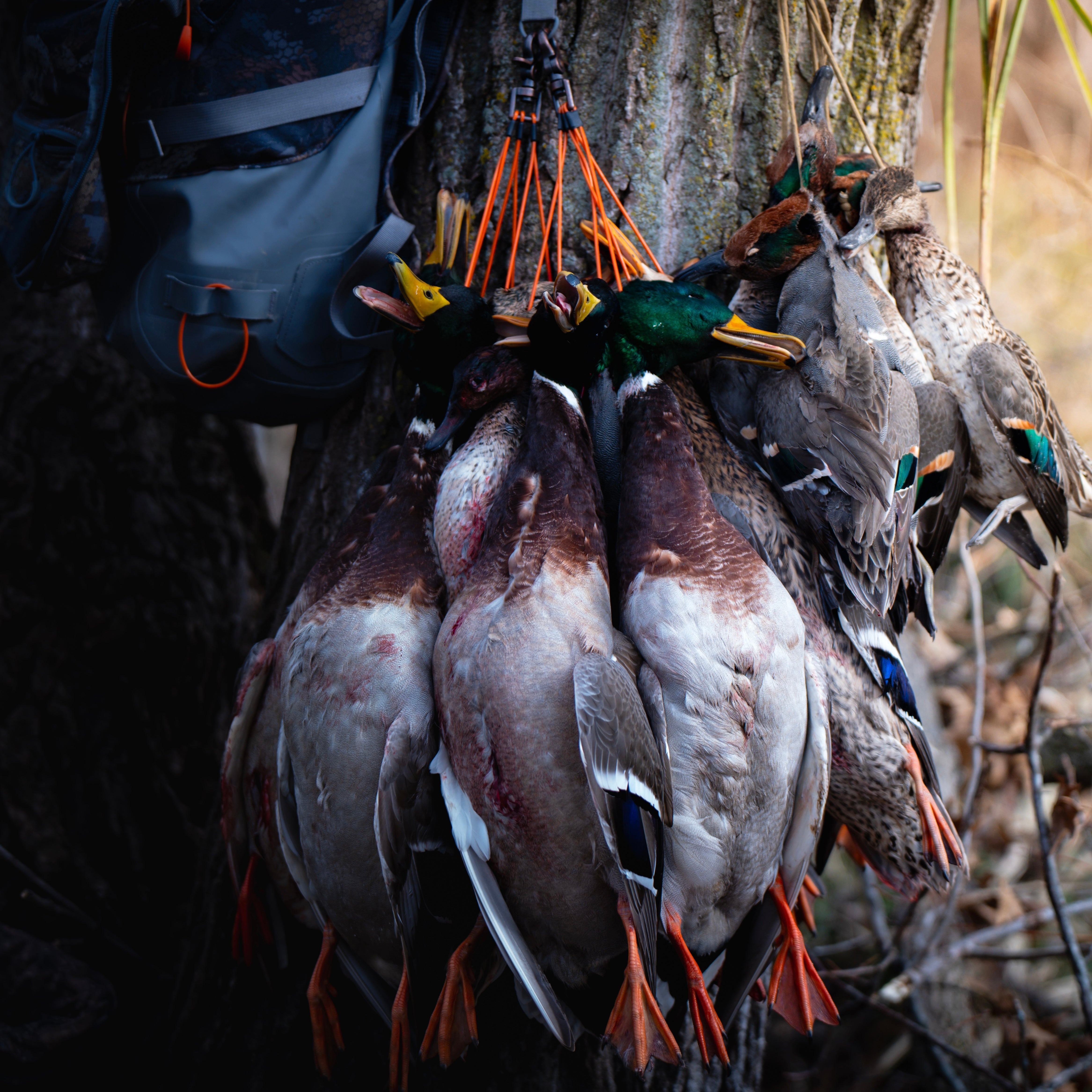 Bare Game Tote/Drop Sets