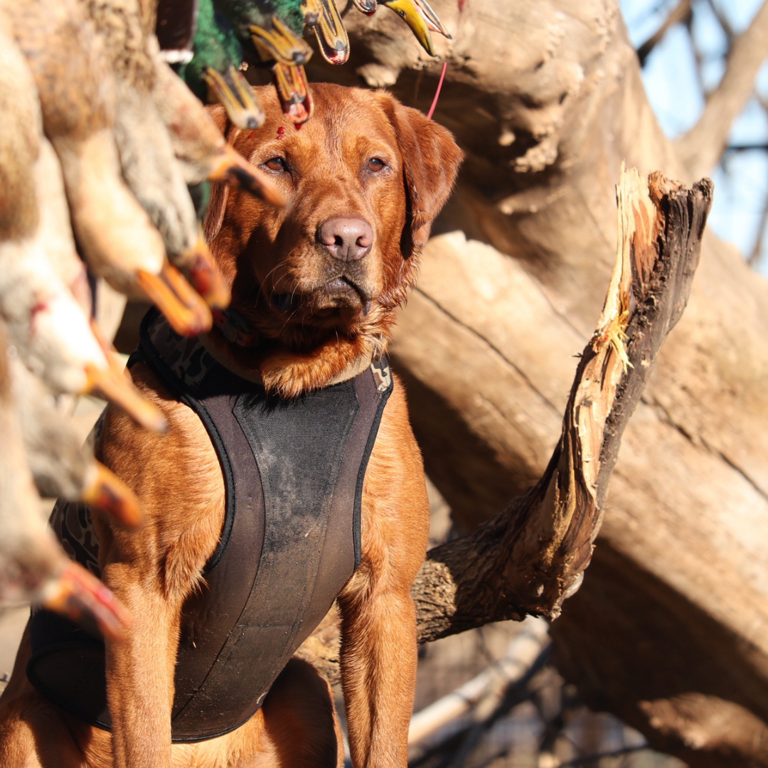 2.0 Waterfowl Dog Vest