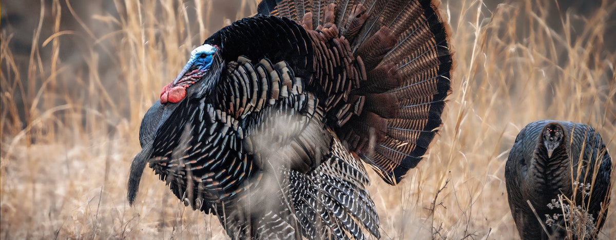 Turkey Calls
