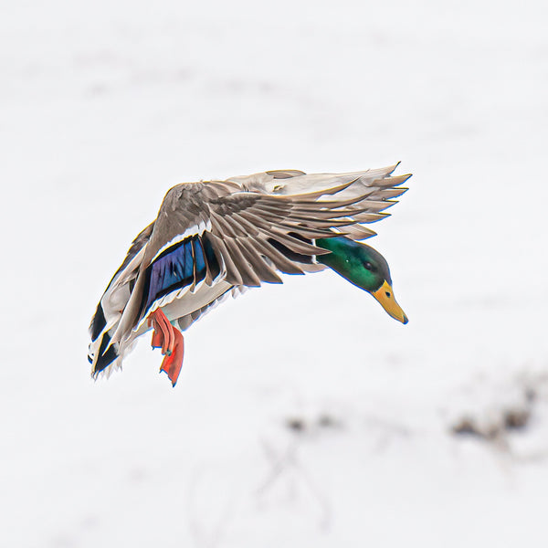 DUCK CALLS